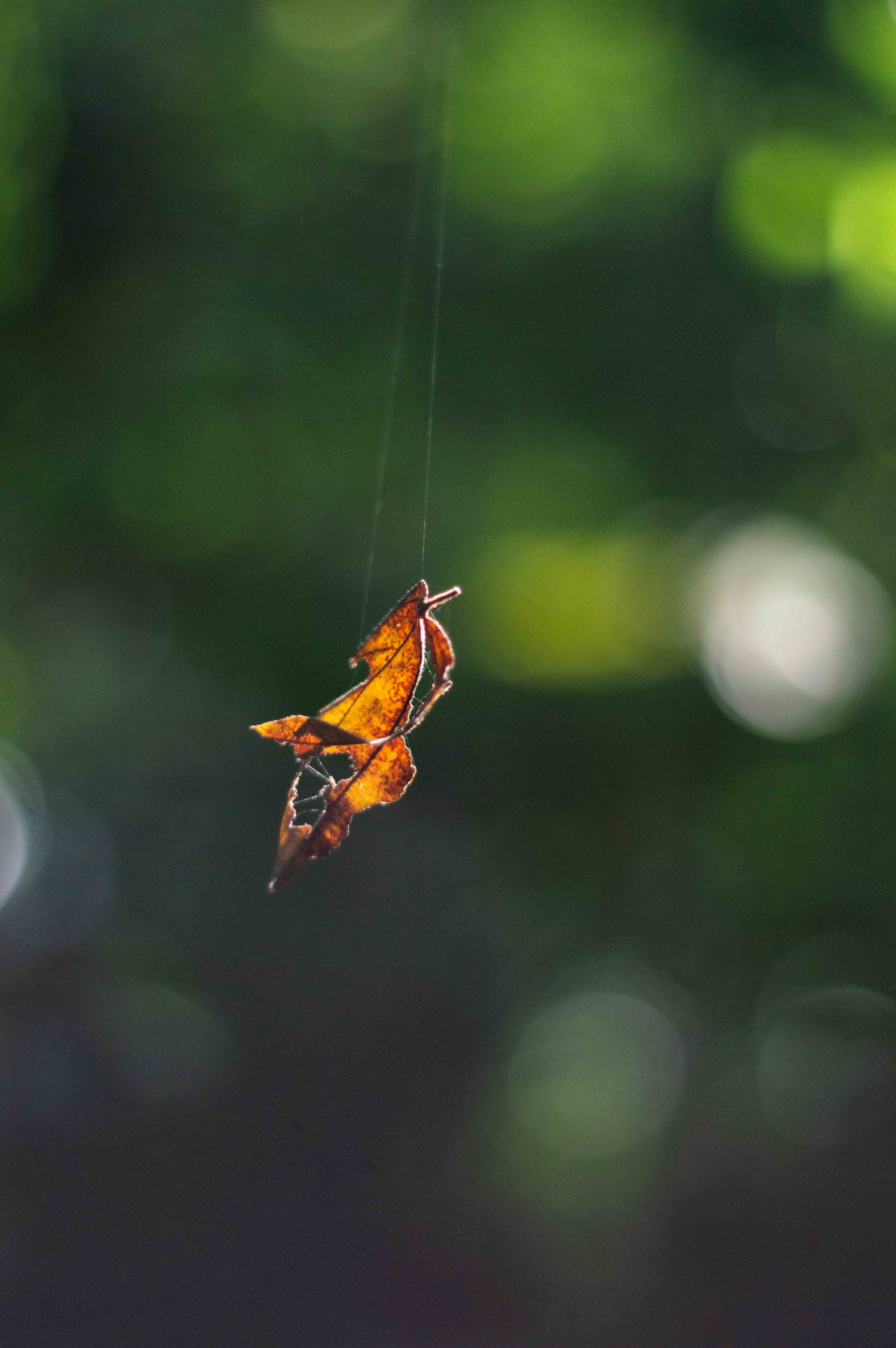 Leaf in sunlight suspended by spiderweb
